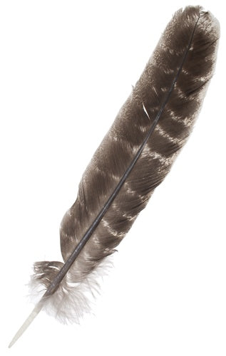 FEA Turkey Feathers 2pc 9.50