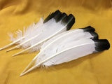 FEA Simulated Eagle Feathers 6pk.  Brown or Black Tip - 3