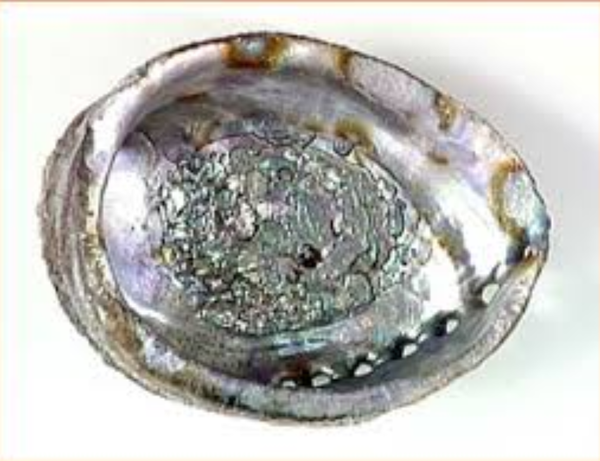 Abalone Shell - Smudge Bowl - 1