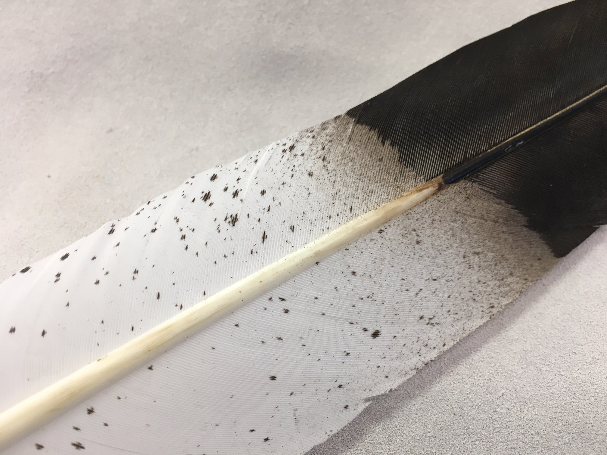 FEA One Simulated Eagle Feather $12.95