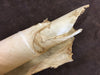 Raw Hide - Deer