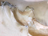 Raw Hide - Moose