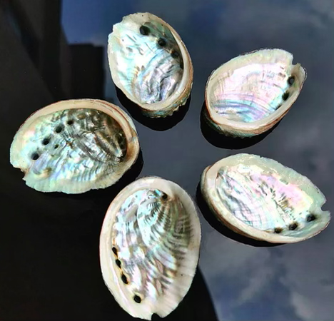 Mini Abalone Shell