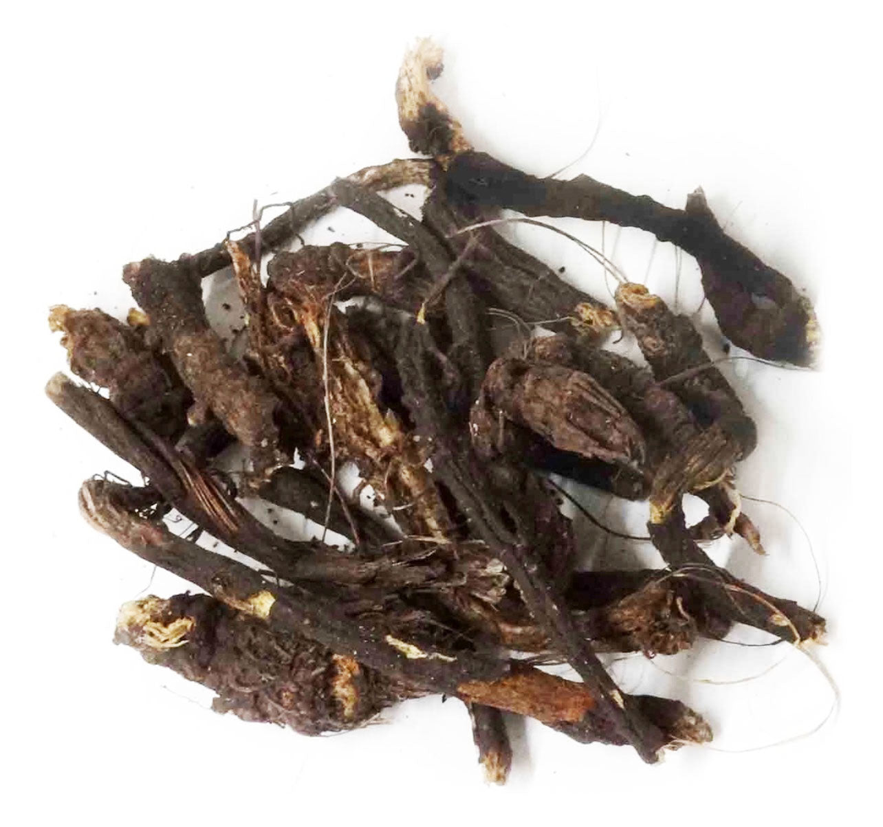 Osha Root 10g